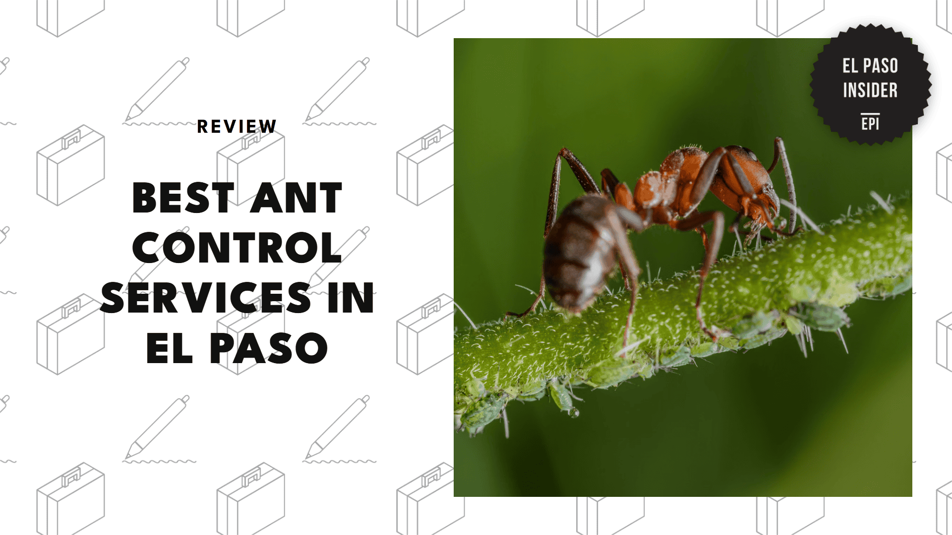 ant-control-in-el-paso